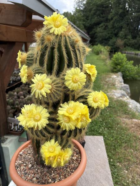 Parodia warasii